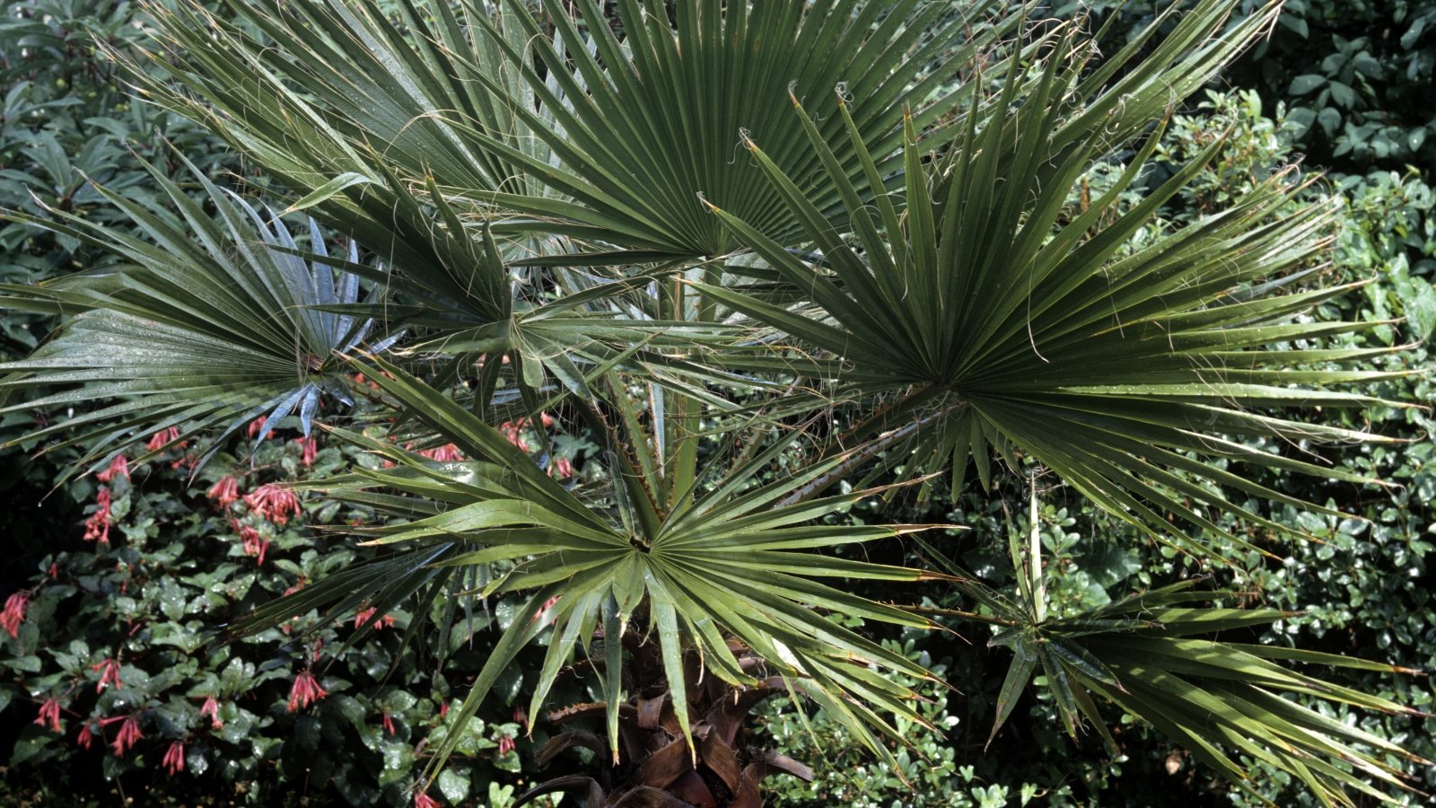  Chinese Waaierpalm (Trachycarpus fortunei)