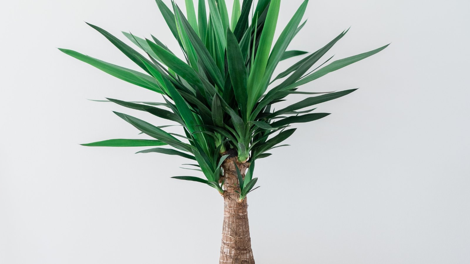 Palmlelie (Yucca)