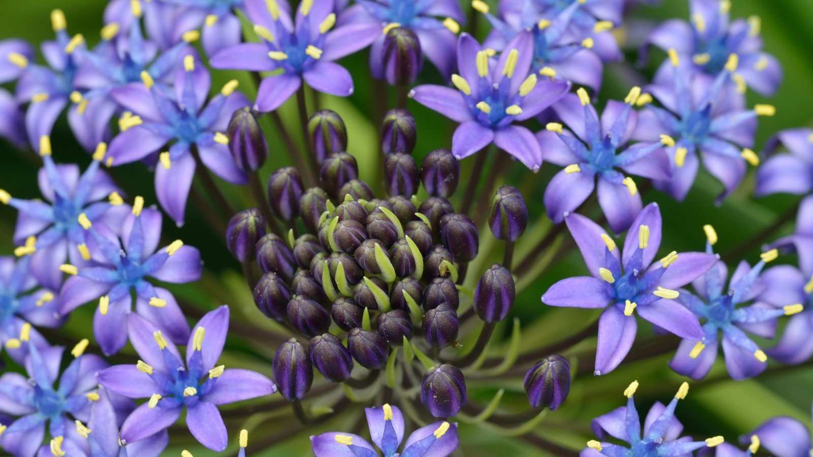 Afrikaanse Lelie (Agapanthus)