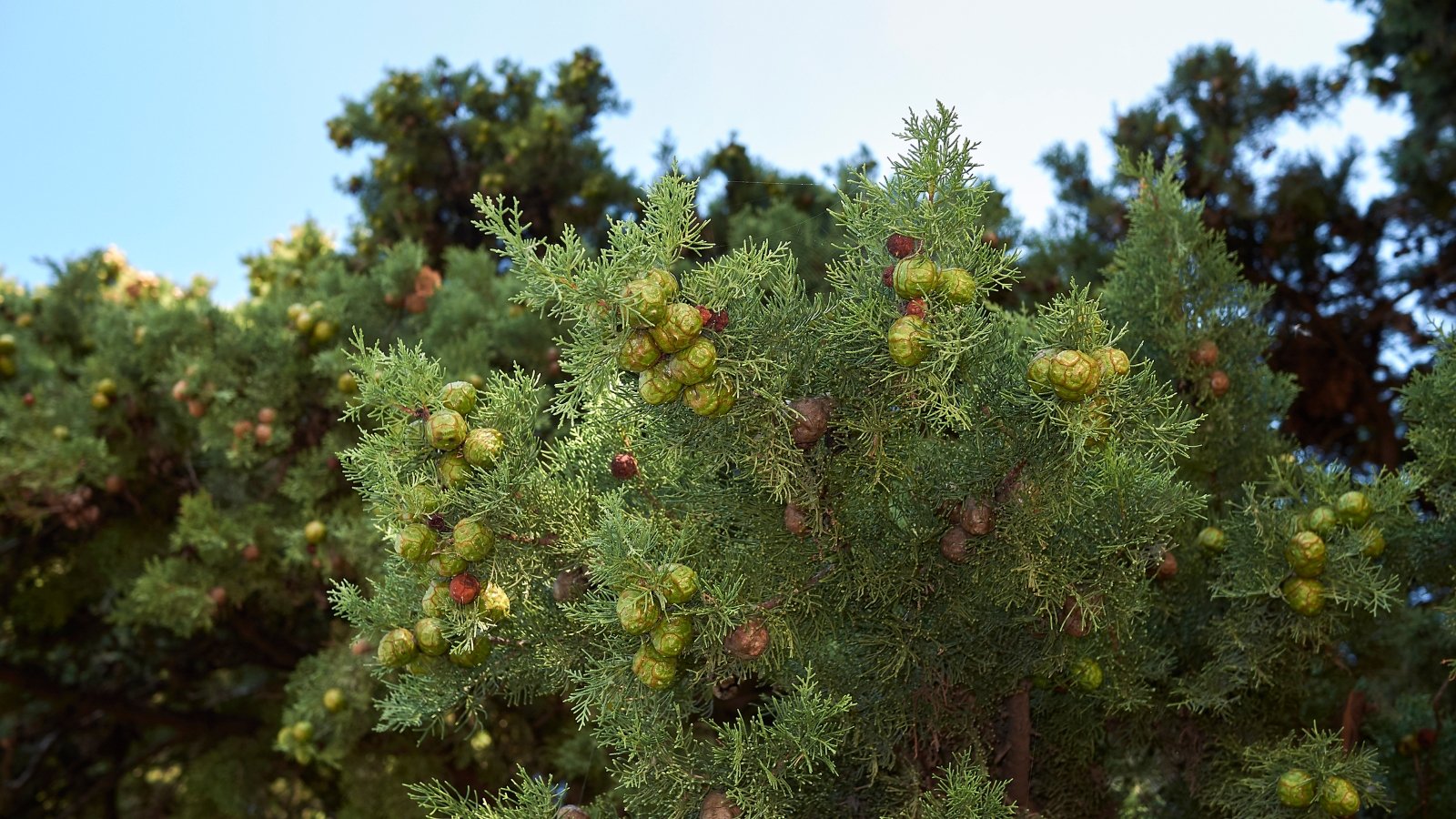 Cipres (Cupressus sempervirens)