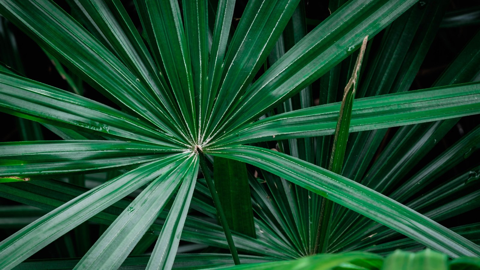 Europese Dwergpalm