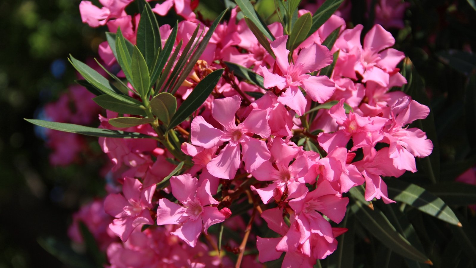 Nerium Oleander