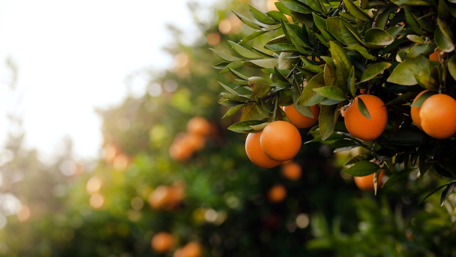 Sinaasappelboom