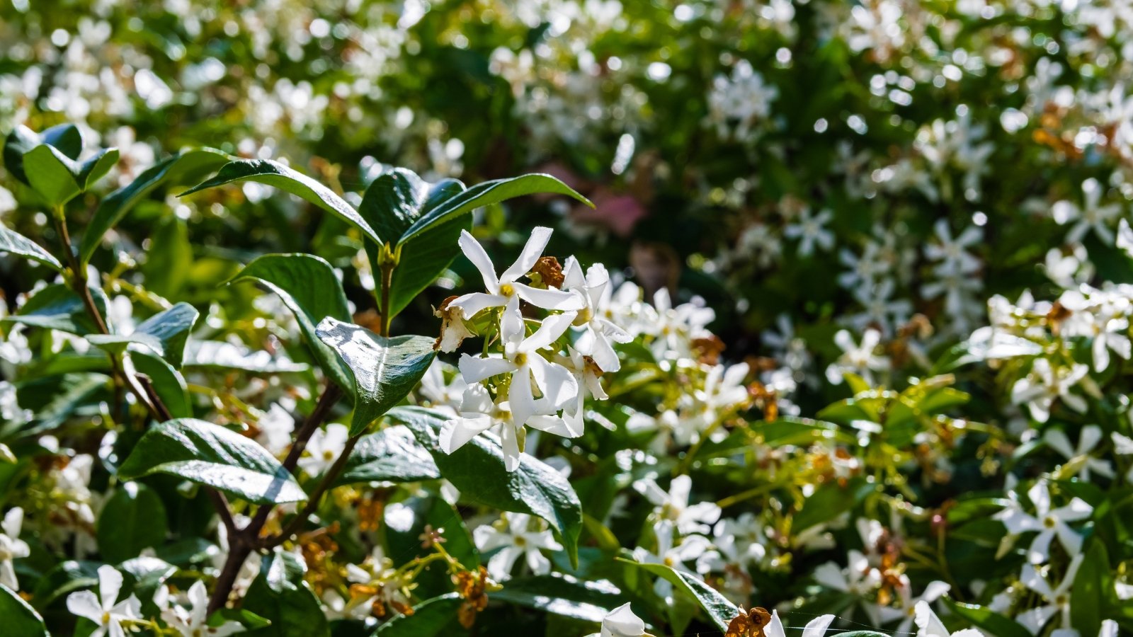 Toscaanse Jasmijn (Trachelospermum jasminoides)