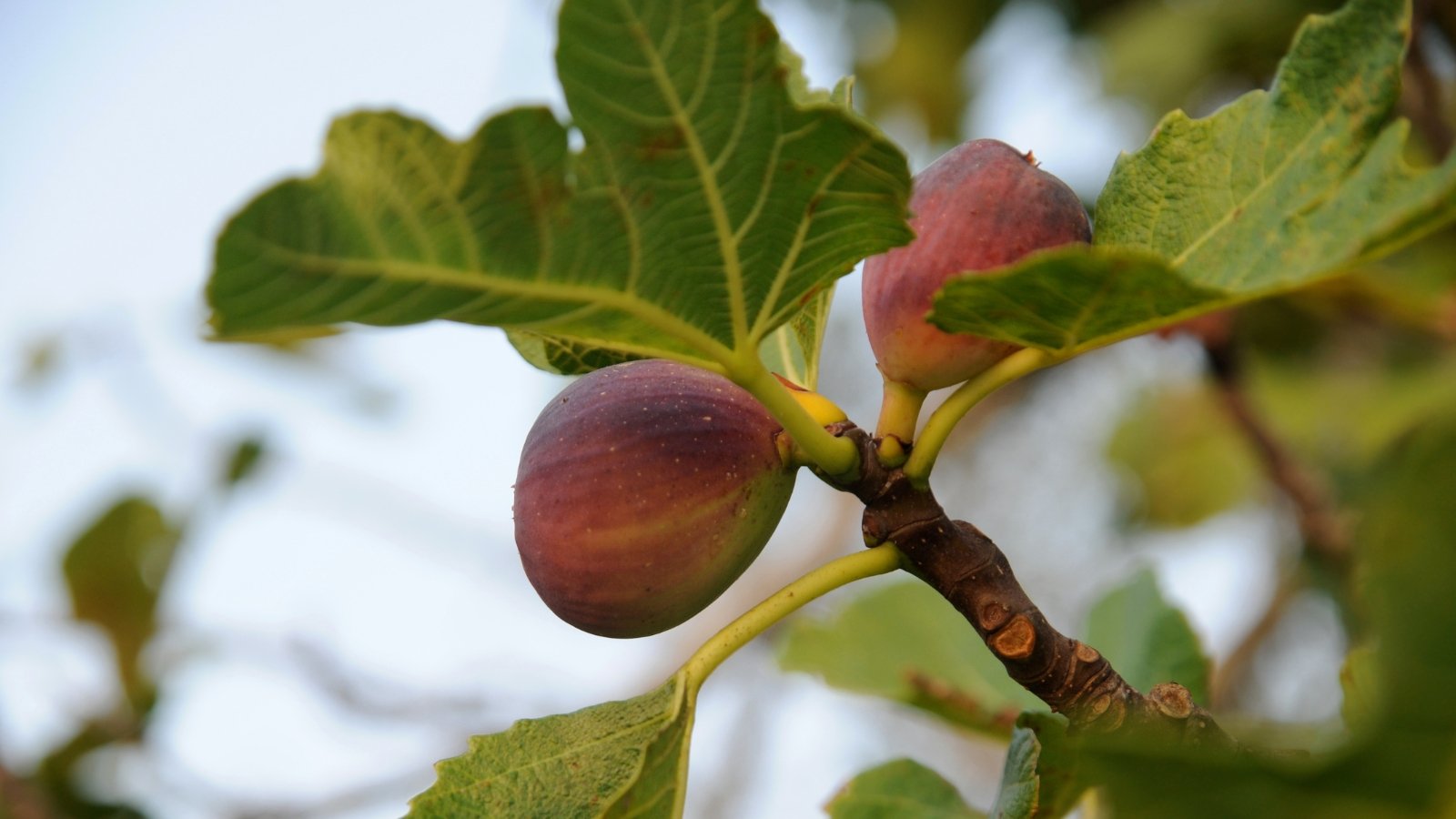 Vijgenboom